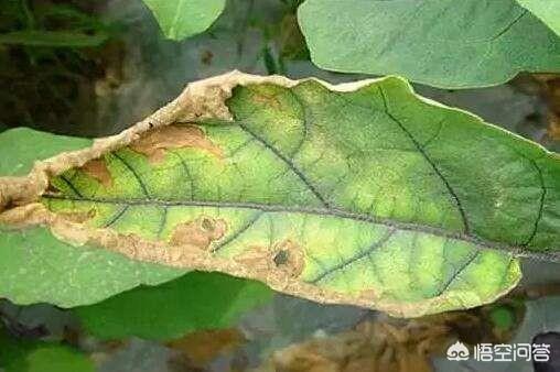 治茄子干叶病的方法是什么？