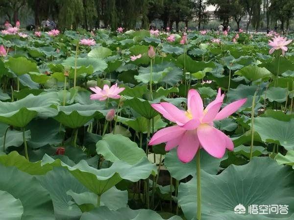 南京的荷花什么时候开花:南京的荷花什么时候开，去哪里能看到？