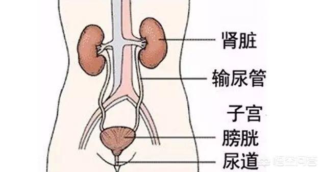 尿道疾病吃啥药:尿道炎症吃啥药效果好? 尿道痒、尿痛该吃什么药？