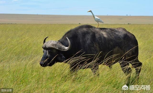 西沙东岛野牛群有多少头，这个暑假我想去海边玩，有什么推荐的地方
