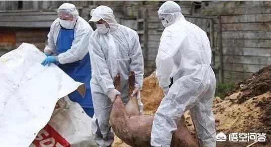 马头牌犬毒瘟灵副作用:非洲猪瘟病毒是否真的不传染人？误食瘟猪肉对人有没有伤害？