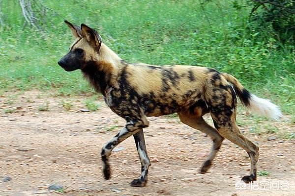 雄性狗的生殖器官图片:鬓狗与鬣狗的区别是什么？
