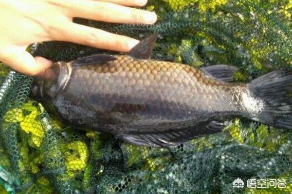 野钓胡子鱼的饵料:山塘子钓鱼什么饵料都不吃该怎么钓？