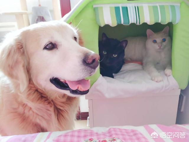 中华田园猫到美国多少钱:网友养了只田园猫被养蓝猫的同学嫌弃，不是品种猫真的就差吗？