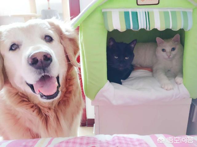 中华田园猫到美国多少钱:网友养了只田园猫被养蓝猫的同学嫌弃，不是品种猫真的就差吗？