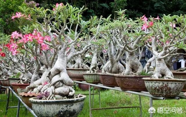 黄刺玫的养护方式:沙漠玫瑰如何养护？夏季砍头扦插能活吗？