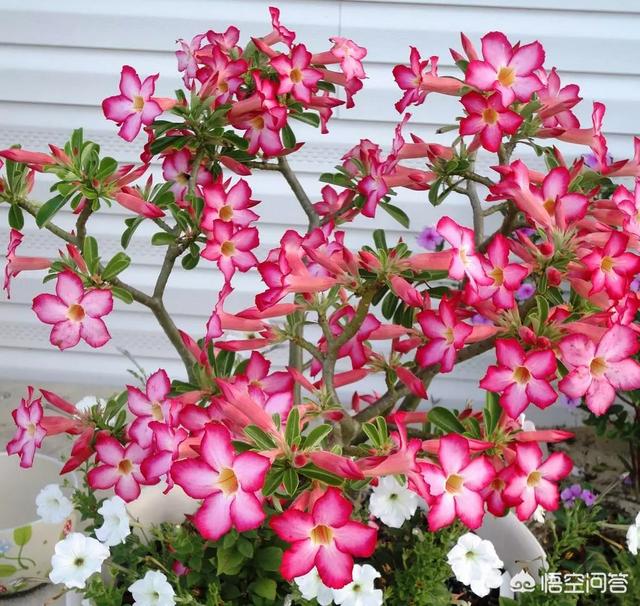 黄刺玫的养护方式:沙漠玫瑰如何养护？夏季砍头扦插能活吗？