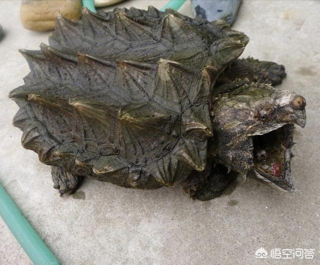 鳄龟价格:鳄鱼龟养殖前景怎么样？哪里有这方面的项目？