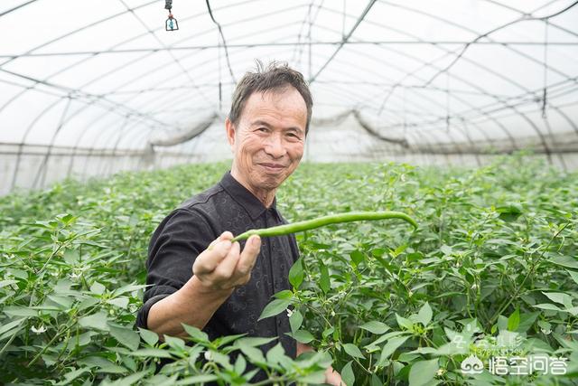 可得治:夏季雨水多，几场雨下来导致辣椒大量落叶，应该如何防治？