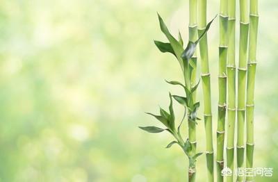 富贵竹的种植方法及注意事项:富贵竹怎么养？放在水瓶还是花盆里？