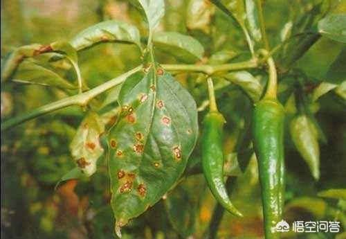 辣椒疫病是绝症吗?_生活常识_小高教学网