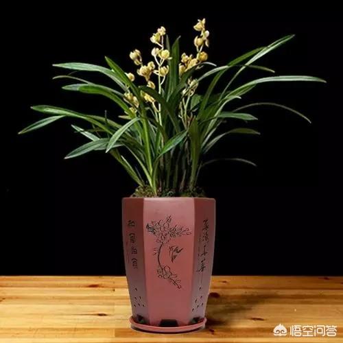 种植兰花用浅盆好还是深盆好 易花得木的回答 头条问答