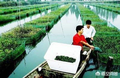 反硝化细菌怎么用于水产:水产养殖中的氨氮问题怎样解决？