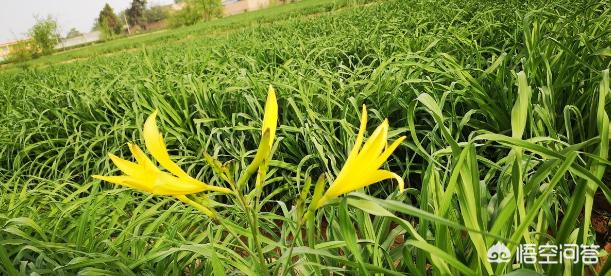 头条问答 黄花菜不出苔就枯萎是什么原因 9个回答