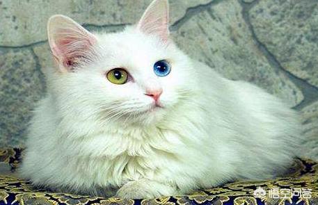 白色蓝眼睛的猫咪:蓝眼白猫到底是什么品种？ 蓝眼睛的猫咪种类