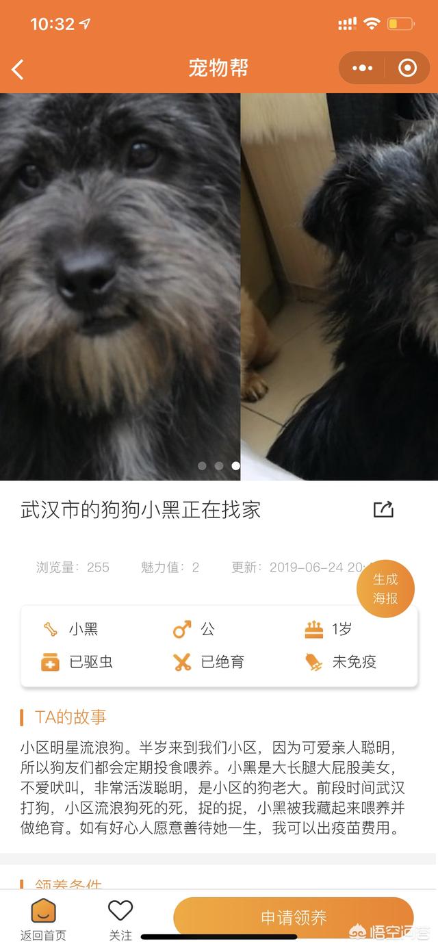宠物救助大比拼:我想领养一只金毛或者其他，应该到哪里领养？