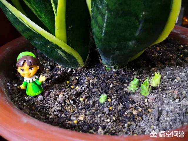 一叶兰l小盆怎样换大盆:刚买的虎皮兰的小缸可以直接放进大盆里吗？
