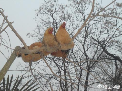 企鹅是鸟类吗为什么不会飞:鸡有翅膀，为什么却不能高飞？