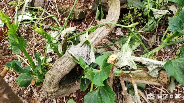 佛手瓜发芽了还能吃吗，如何种植佛手瓜，清明节前可以种植了吗