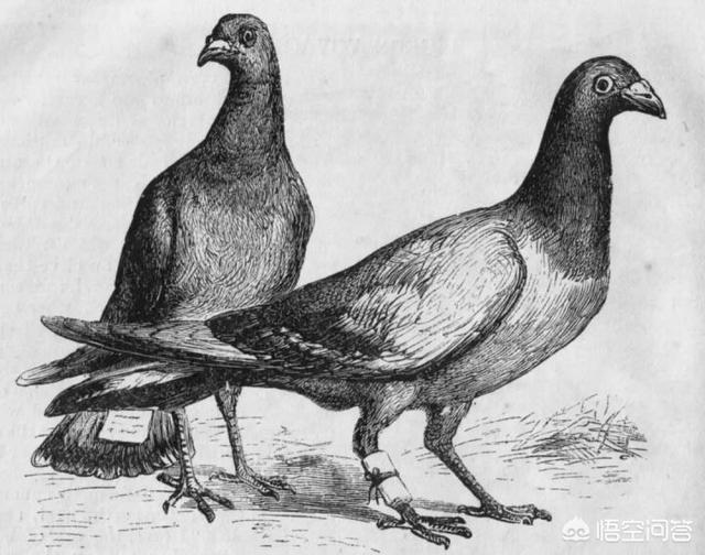 古代都是用信鸽送信，信鸽怎么知道送信的确切位置呢？插图68