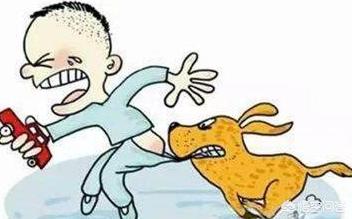 纽波利顿对比南非獒:你知道哪几类型的狗最容易咬人吗？
