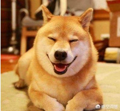纽波利顿对比南非獒:你知道哪几类型的狗最容易咬人吗？