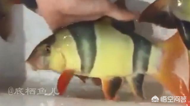 太空飞鼠:什么小型清洁鱼类可以吃残饵和褐藻的？