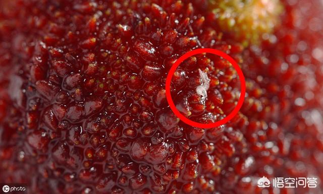 杨梅里的虫子有害吗,杨梅里面的虫子是什么？能吃吗？