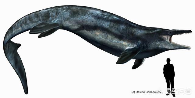 鳗鱼尾巴壮阳，史前海洋巨兽沧龙是怎样的生物它们的体型有多大