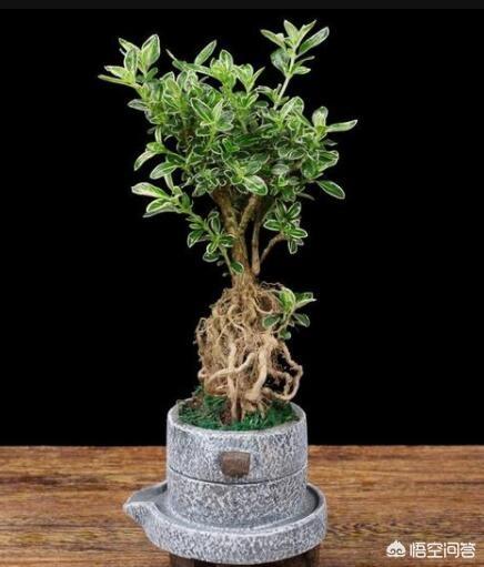刚买回的六月雪怎么养:六月雪如何种植和浇水，使用什么样的土和肥？