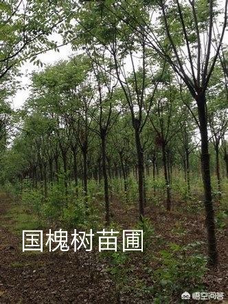 元宝枫图片:最不适合做盆景的植物有哪些？