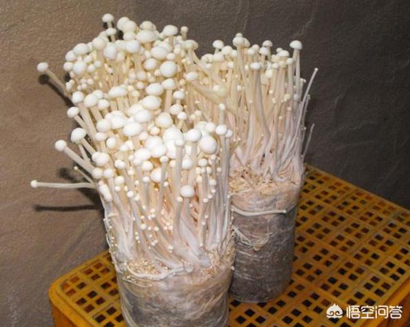 笠头螈:继口罩后，又卷起了头盔热，头盔你备了吗