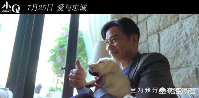 导盲犬小q是什么狗:如何评价任达华和梁咏琪主演的电影《小Q》？ 导盲犬小q里的冬菇是什么狗