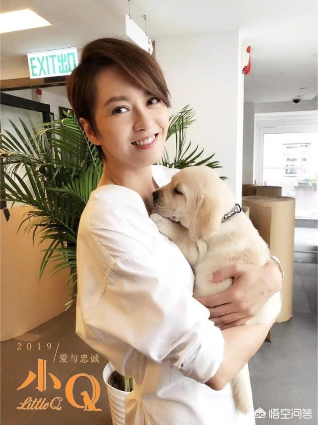 导盲犬小q是什么狗:如何评价任达华和梁咏琪主演的电影《小Q》？ 导盲犬小q里的冬菇是什么狗