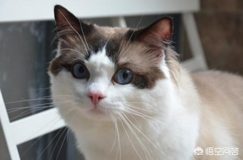 布偶猫园: 布偶猫想圆脸该吃什么，布偶猫想肥脸该吃什么？