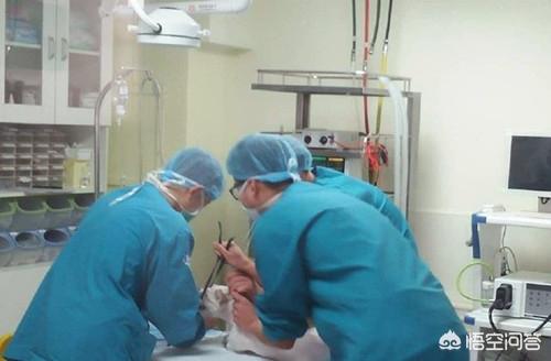 看见公猫端母猫:公猫发情总是去追母猫，该怎么办？