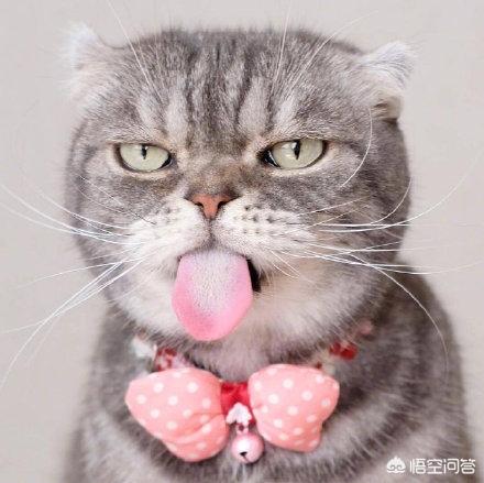 猫咪吃卵磷脂有什么好处:猫咪毛发粗糙可以擦什么，猫咪毛发粗糙的原因是什么呢？
