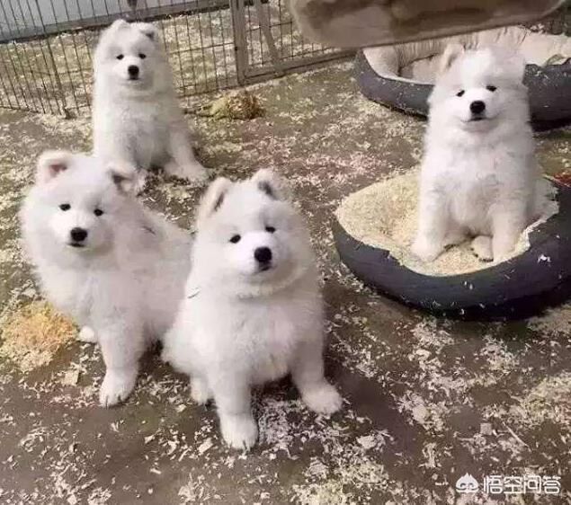 柯基幼犬喜欢咬东西:如何训练柯基幼犬不乱咬东西？