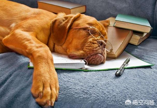 头条问答 狗狗每天睡觉需要多少时间 萌宠微课堂的回答 0赞