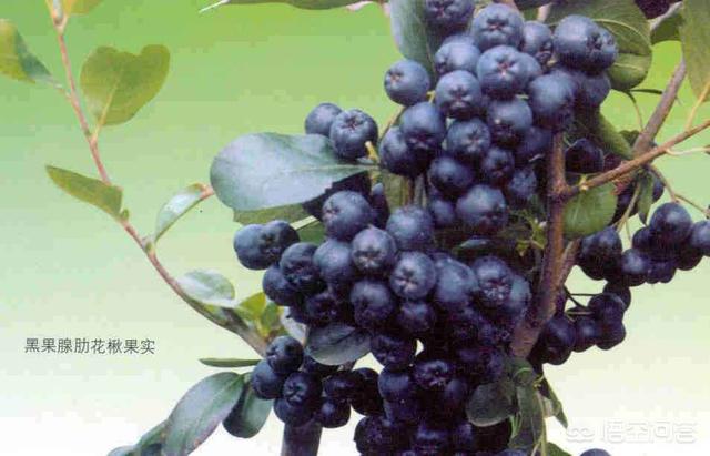 越南补肾黑果，黑果花楸果属于新资源食品吗