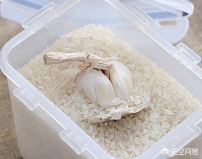 蚕宝宝图片:米放久了会出现的虫子从哪里来的？