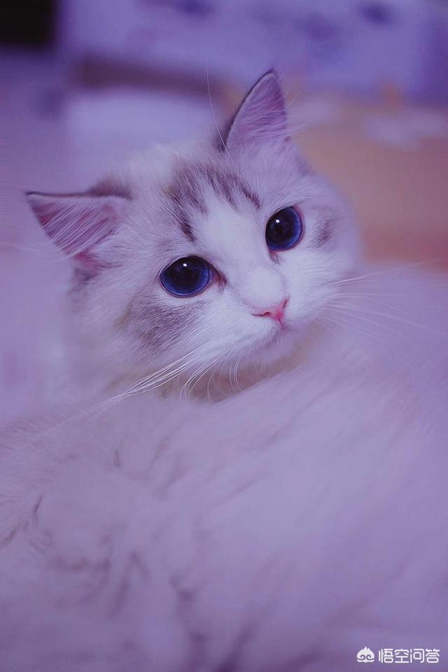 猫眼圈发红闭着眼睛:猫咪眼睛流泪眼屎很严重怎么办，有一只还发红？