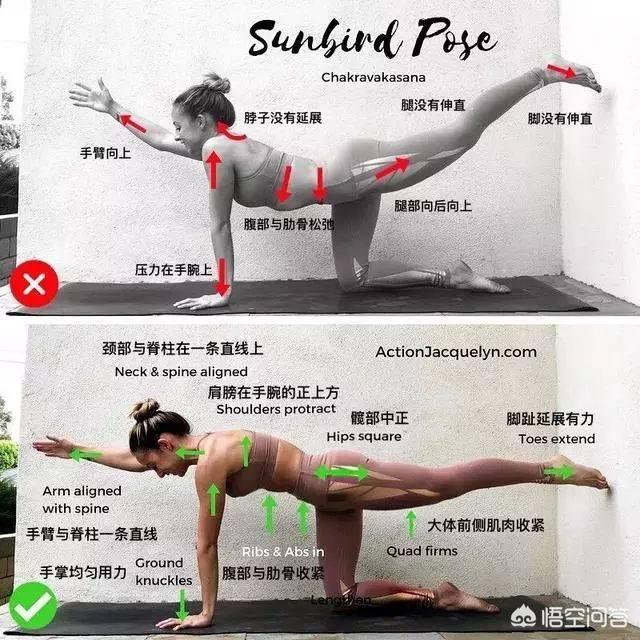 瑜伽狗:自学瑜伽，哪些动作容易练错？ 瑜伽狗头像