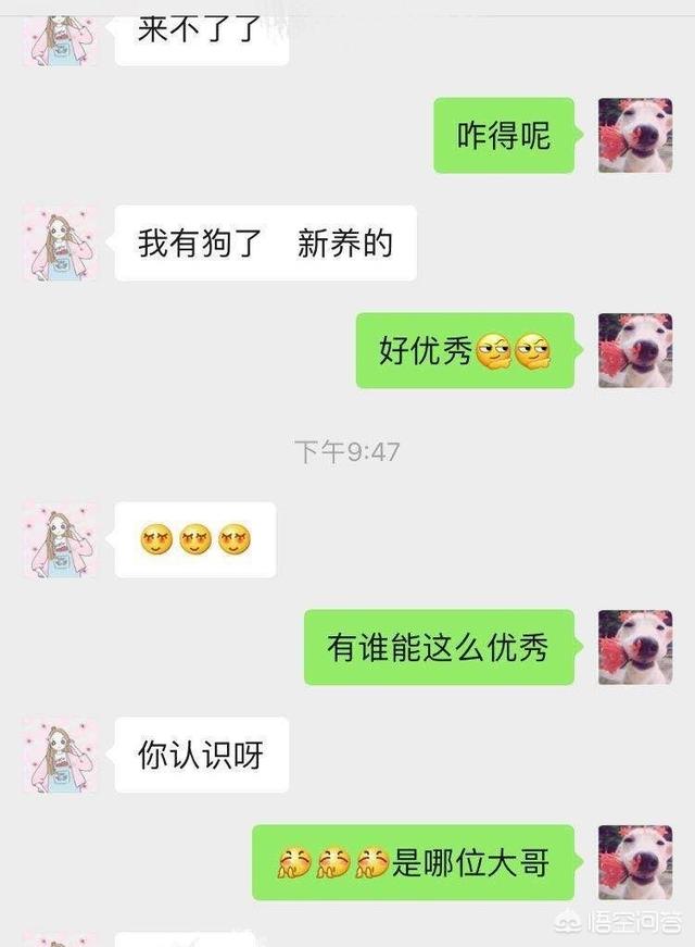 女人爱狗狗聊天记录:你听过最舔狗的话是什么？ 狗狗爱聊天记录截图