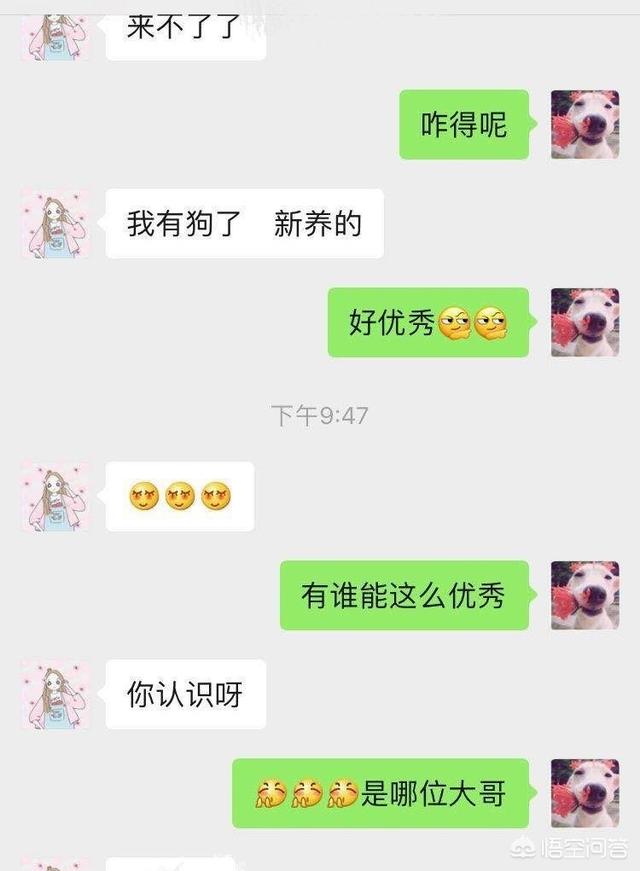 狗狗心事 最后一段:你听过最舔狗的话是什么？