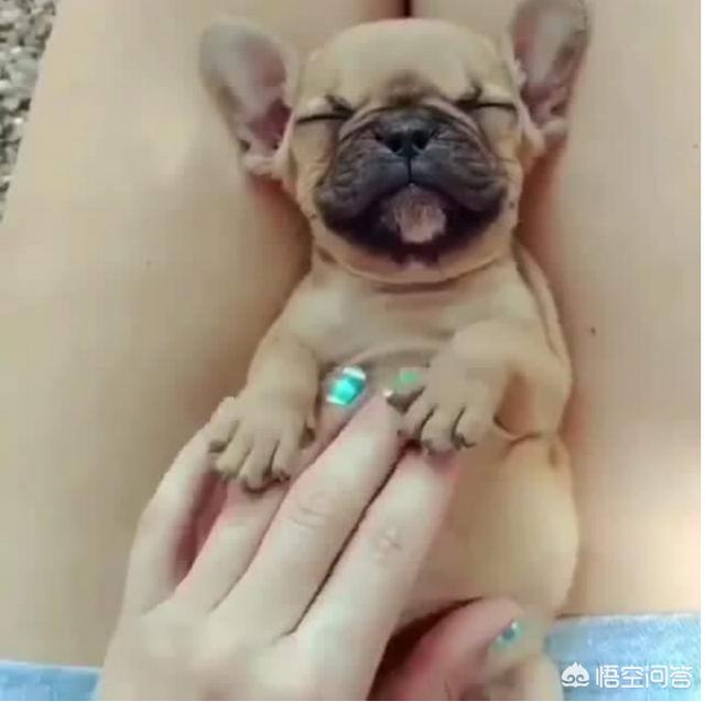 法斗犬如何训练:准备养一只斗牛犬，有什么需要注意的问题吗？