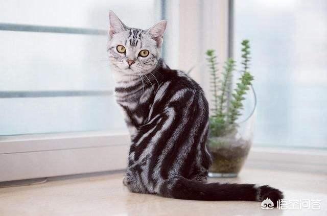 美国猫市长:美短猫咪总是掉毛怎么办？