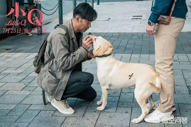 导盲犬小q粤语百度云:如何评价任达华、梁咏琪主演的关于导盲犬电影《小Q》？ 导盲犬小q国语版百度云