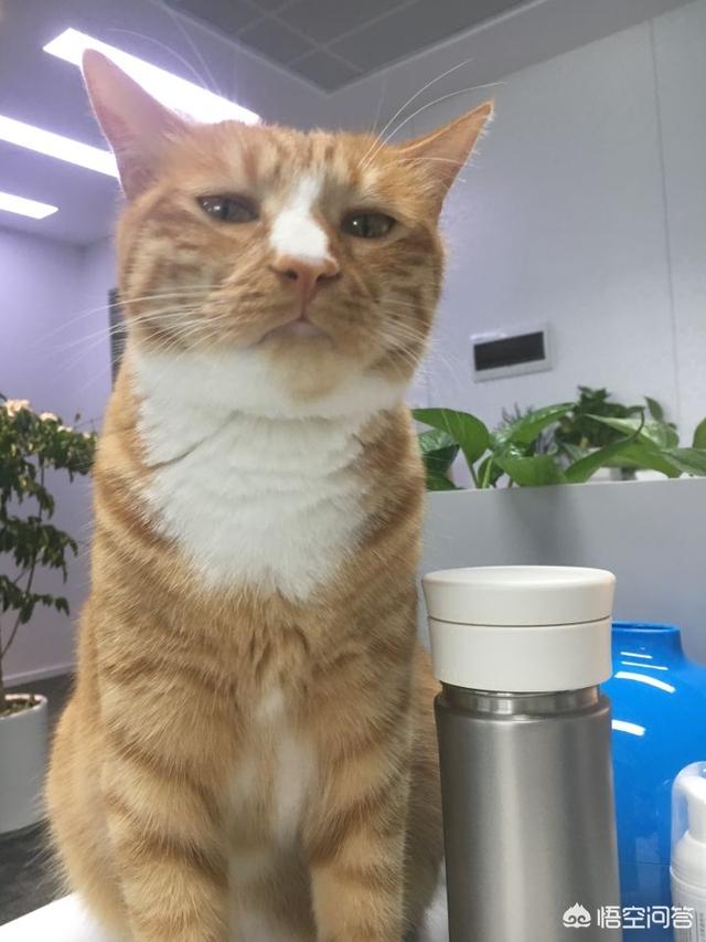猫咪舔了皮特芬:小猫肚子上起藓怎么处理？