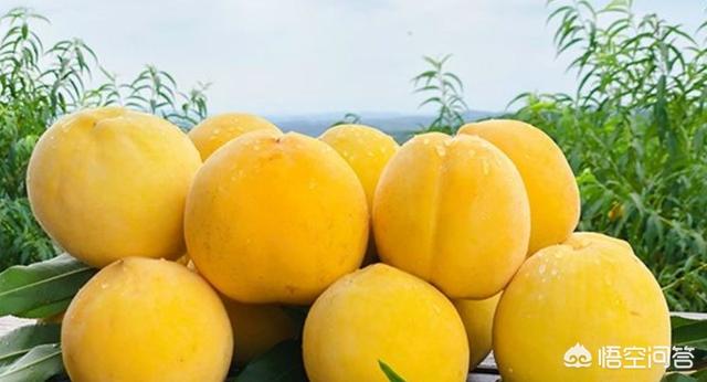 上海奉贤全区普遍出现7-8级阵风，想在家里种黄桃，该怎么选择品种坐标陕西咸阳